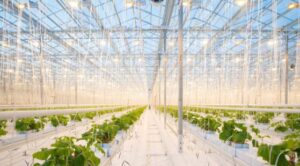 polycrystalline alumina (PCA) for horticulture lighting