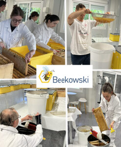 Honey harvest at Baikowski